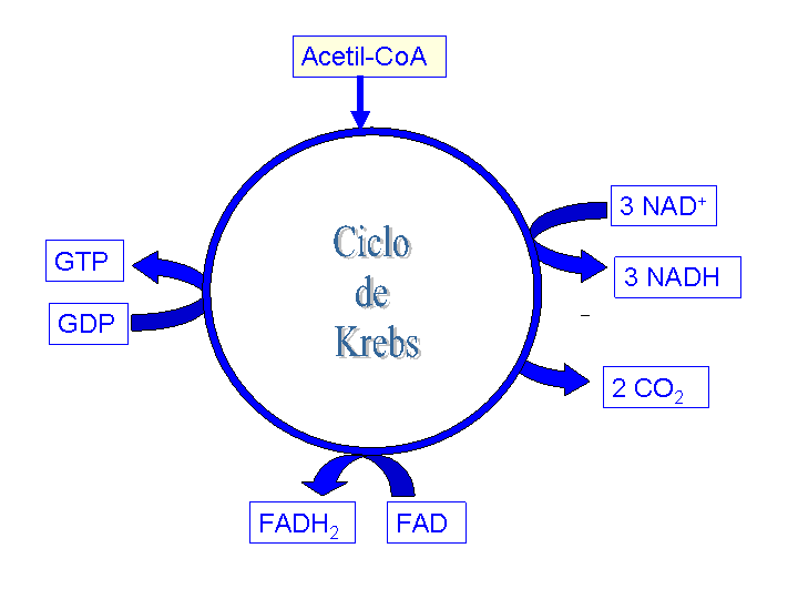 ciclo_ATC